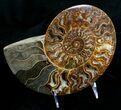 Huge Polished Cleoniceras Ammonite - Half #5213-1